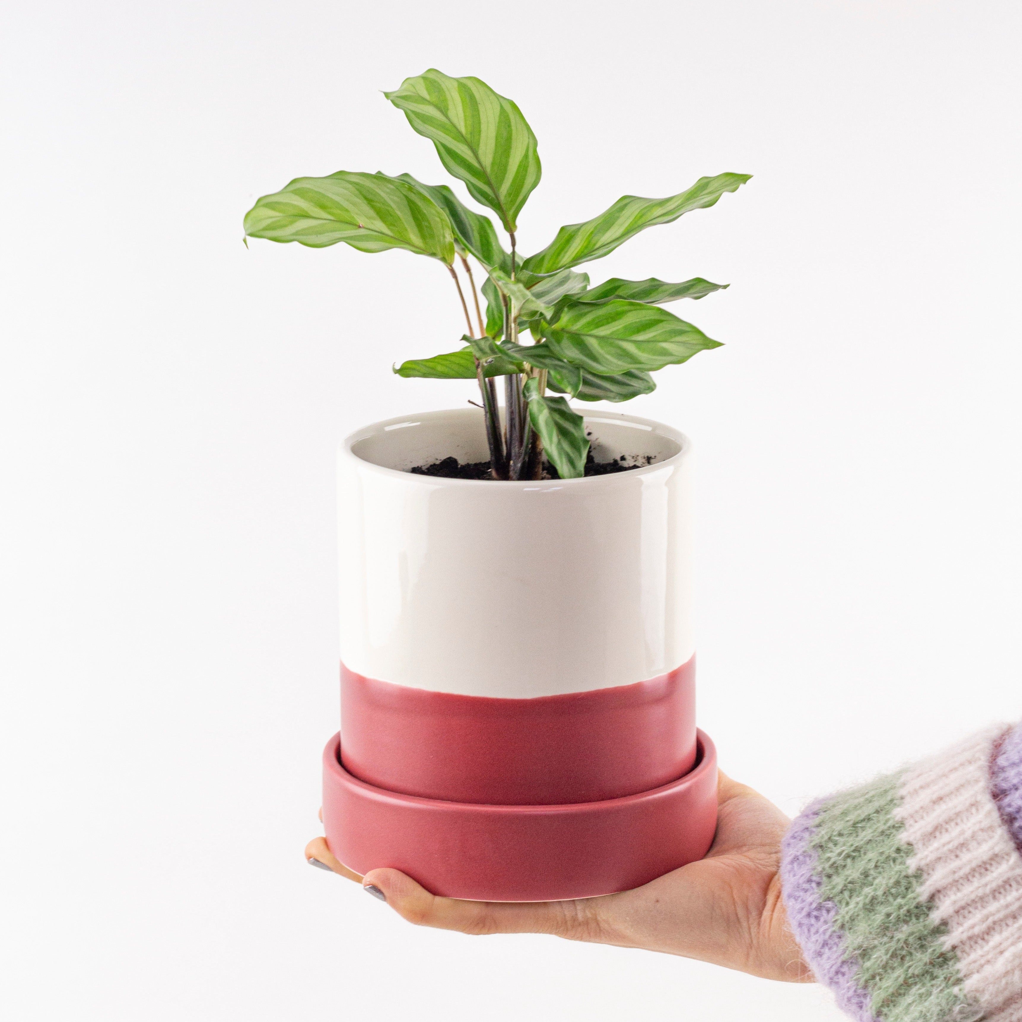 Eine Hand hält eine Pflanze mit gestreiften Blättern in einem rot-weißen Blumentopf auf weißem Hintergrund.
