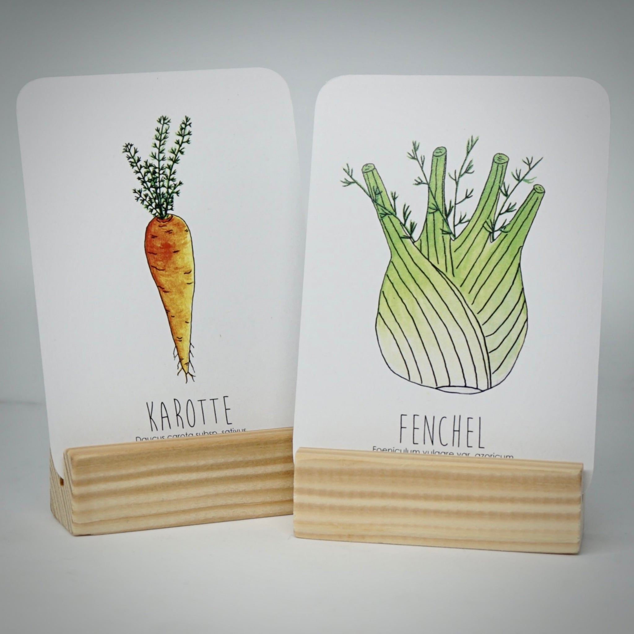 Zwei illustrierte Karten in hölzernen Halterungen zeigen Aquarellzeichnungen einer Karotte (mit der Aufschrift Karotte) und einer Fenchelknolle (mit der Aufschrift Fenchel) vor einem weißen Hintergrund.