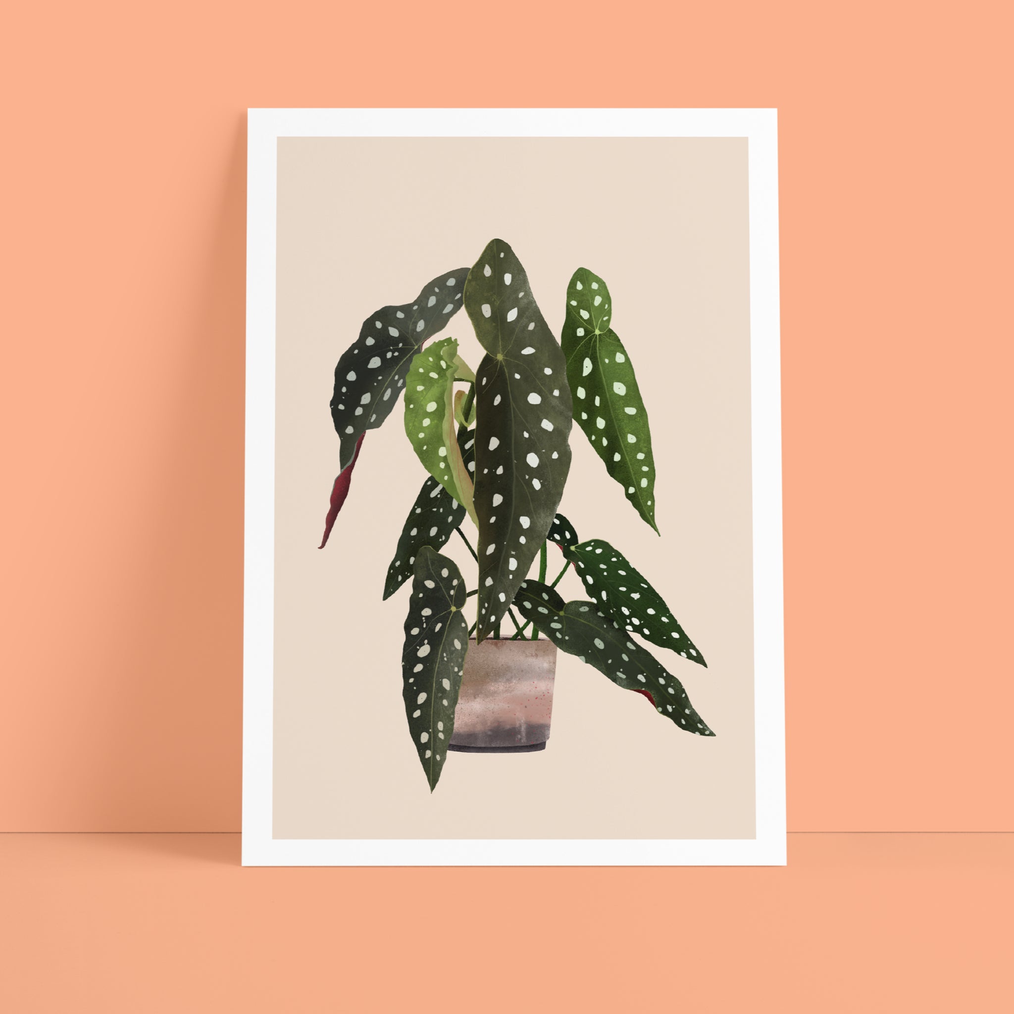 Ein gerahmter Kunstdruck einer Topfpflanze mit dunkelgrünen Blättern und weißen Flecken wird vor einer pfirsichfarbenen Wand und Oberfläche präsentiert.