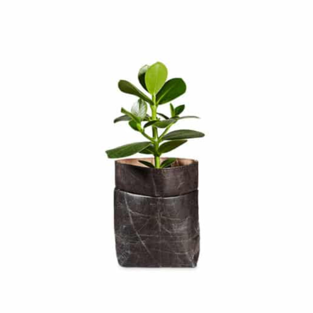 Eine kleine grüne Pflanze mit breiten Blättern wächst in einem dunklen, zerknitterten Topf aus recyceltem Material, isoliert auf einem weißen Hintergrund.