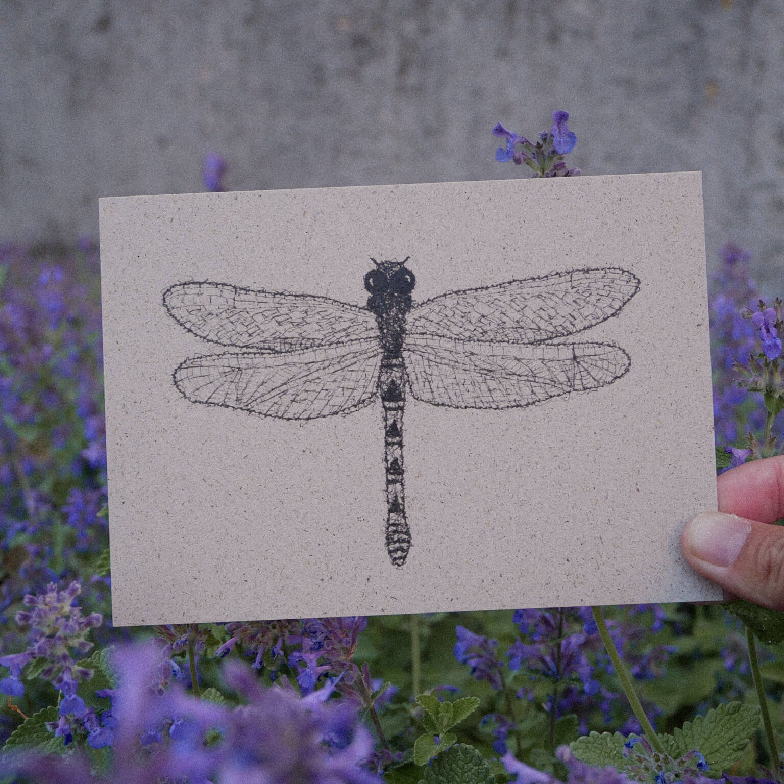 Eine Hand hält eine Karte mit einer detaillierten schwarzen Tuschezeichnung einer Libelle. Die Karte befindet sich inmitten leuchtend violetter Blumen mit einem grauen, verschwommenen Hintergrund.