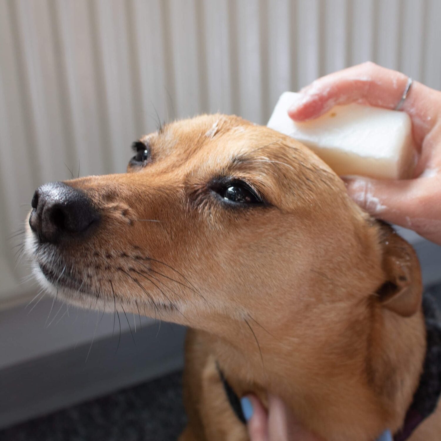 PlantBase Hundeseife