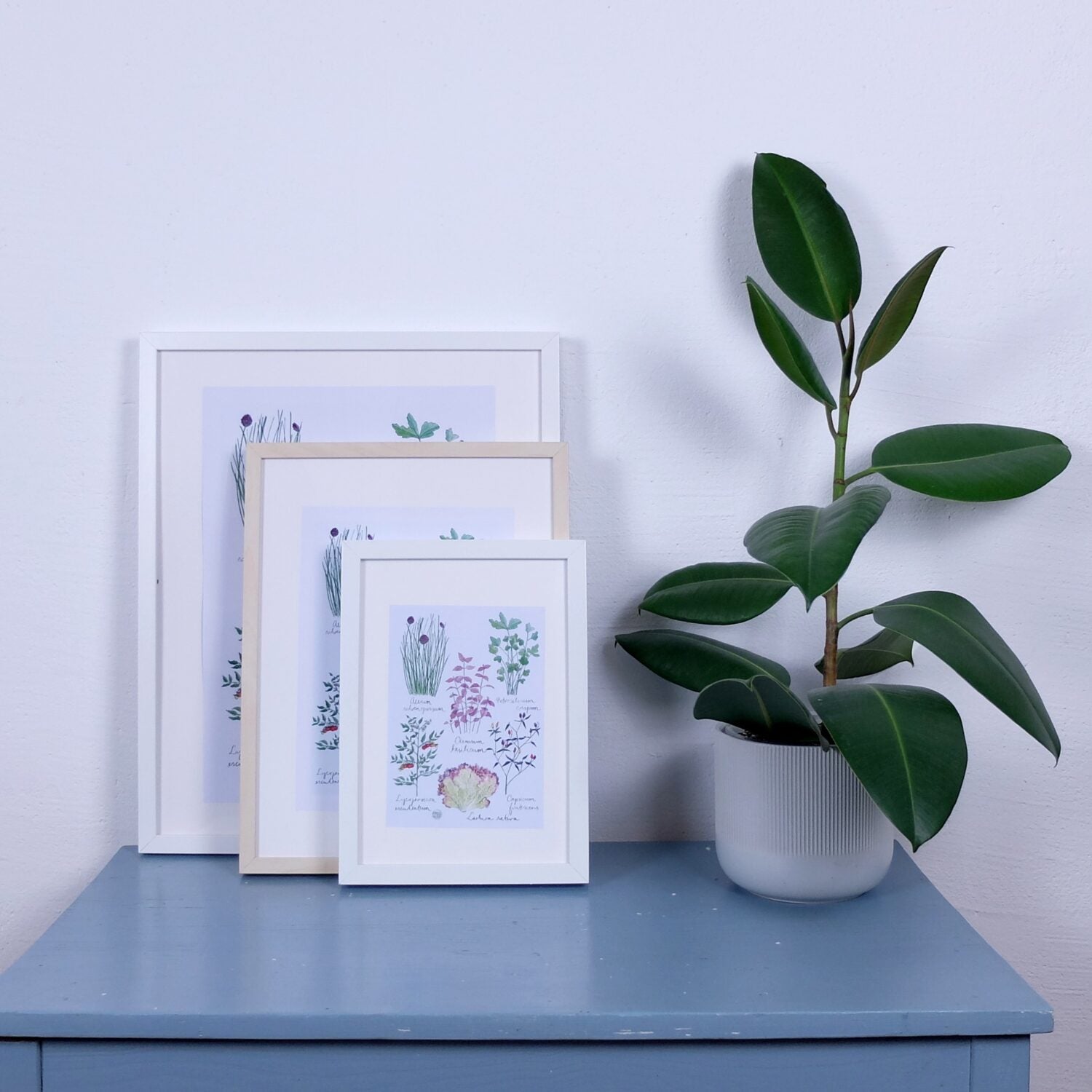 Drei gerahmte botanische Drucke auf einem blauen Tisch neben einer Pflanze in einem weißen Topf.