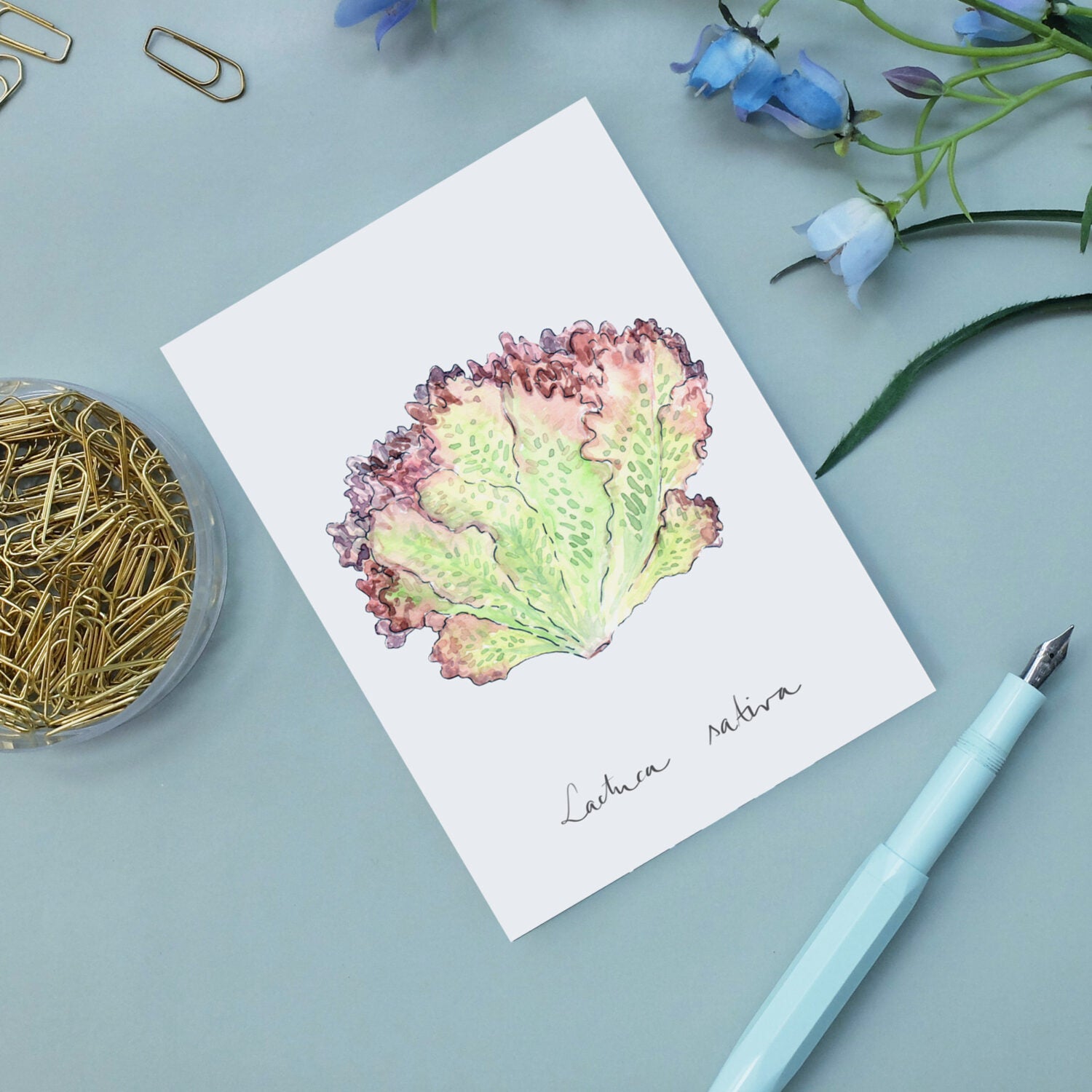 Aquarellzeichnung eines Salatkopfes auf einer Karte mit der Aufschrift "Lactuca sativa", daneben Stifthalter und Blumen.