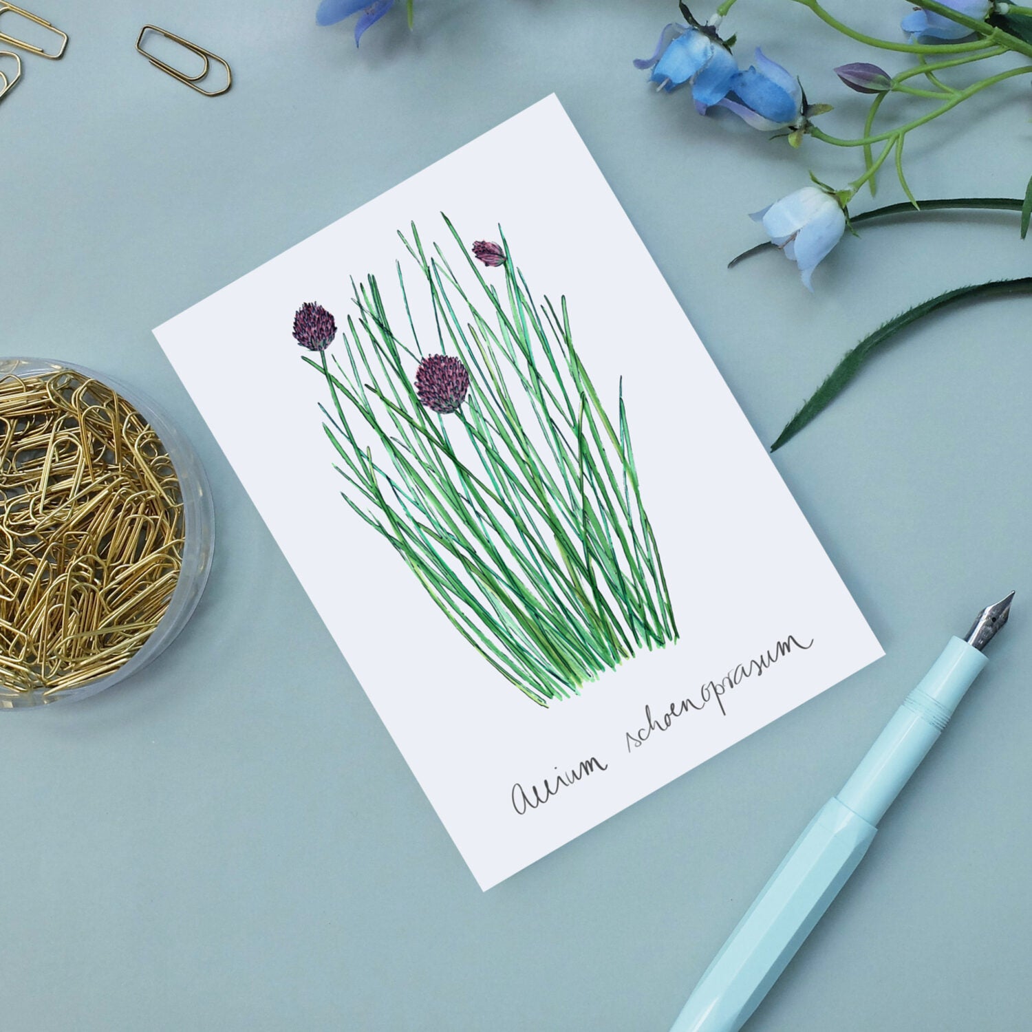 Illustration von Schnittlauch mit der Beschriftung "Allium schoenoprasum" auf einer Karte, umgeben von Büroklammern und Blumen.