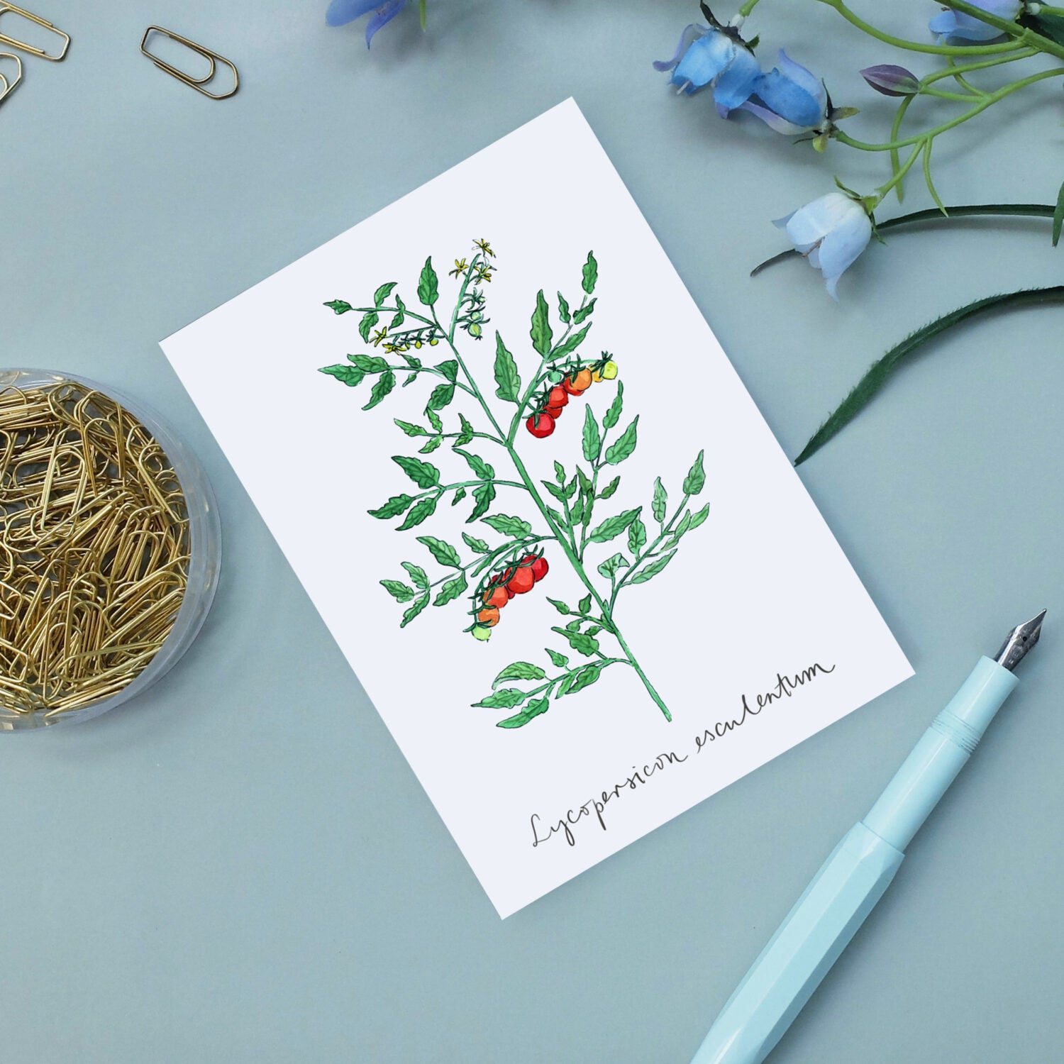 Illustration einer Tomatenpflanze mit roten Früchten, umgeben von Büroklammern, blauen Blumen und einem Stift.