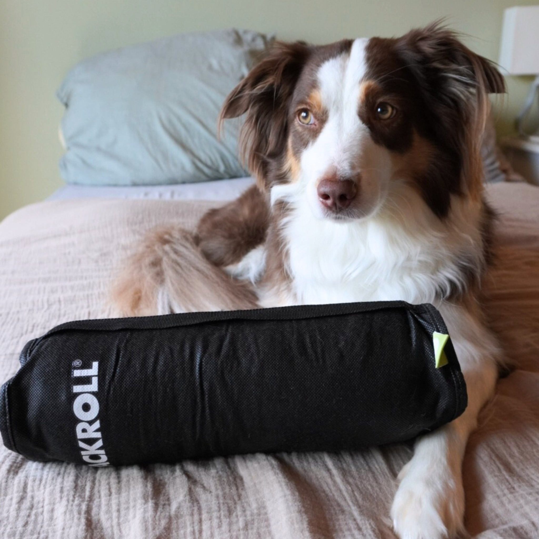 Ein braun-weißer Hund liegt auf einem Bett, vor seinen Pfoten liegt eine schwarze Schaumstoffrolle mit der Aufschrift ROCKROLL. Im Hintergrund sind Kissen und ein Nachttisch zu sehen.