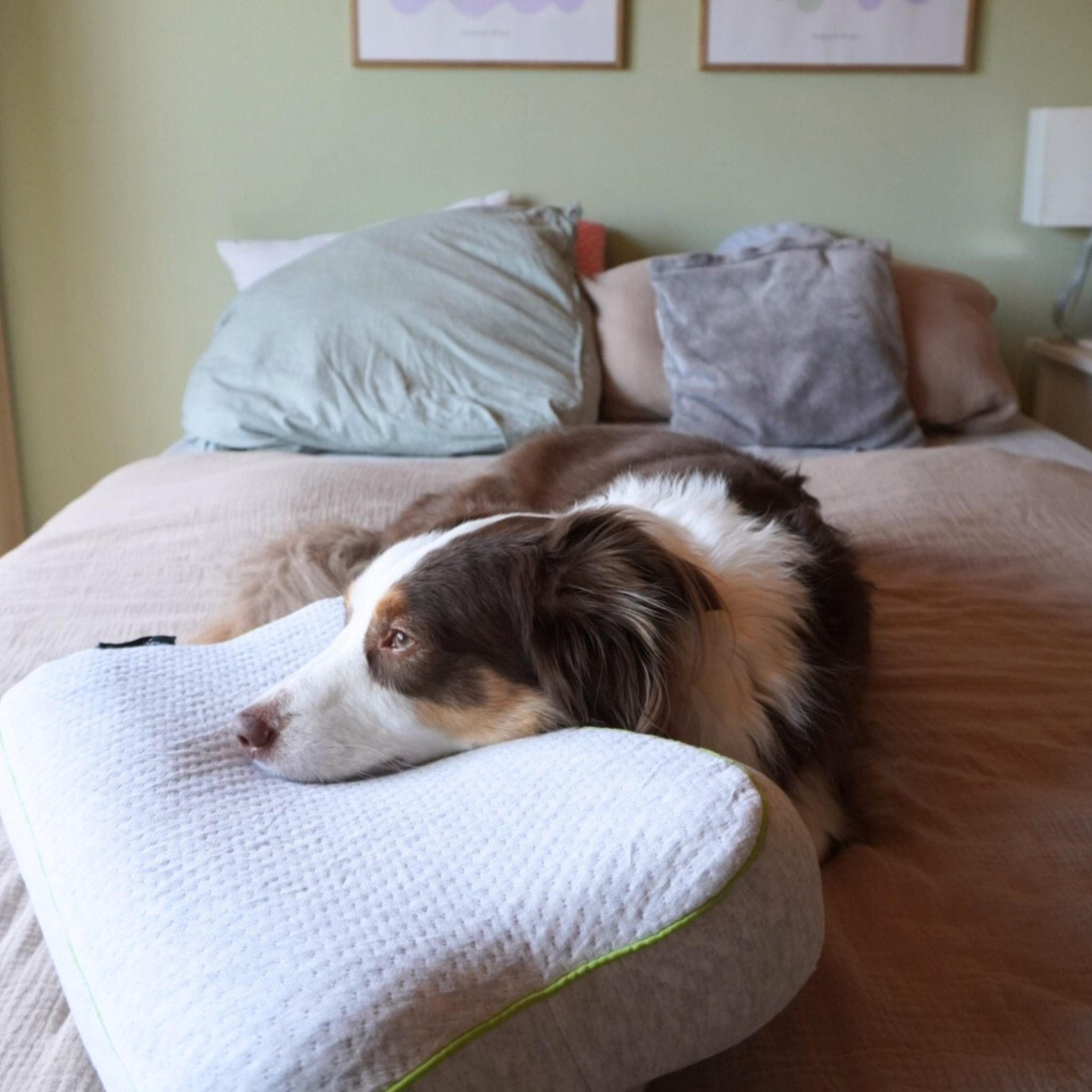Ein braun-weißer Hund liegt auf einem ordentlich gemachten Bett und stützt seinen Kopf auf ein weißes Kissen. Das Zimmer ist sanft beleuchtet, an der Wand hängen gerahmte Kunstwerke, und am Kopfende des Bettes sind Kissen angebracht.