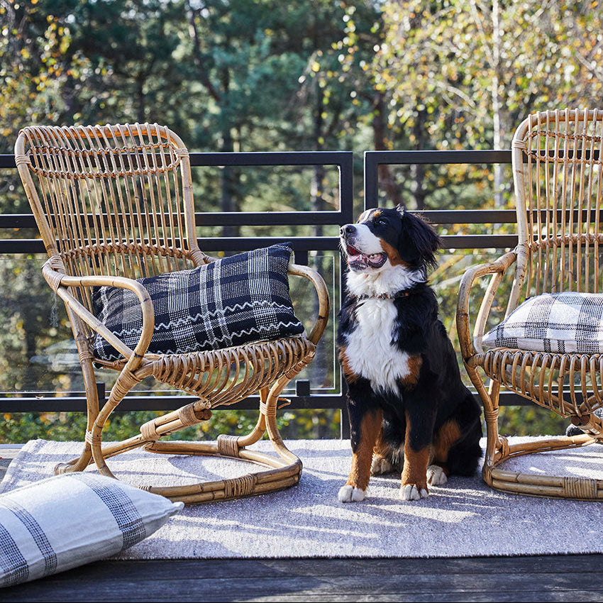 Ein Berner Sennenhund sitzt auf einem Teppich zwischen zwei Rattanstühlen mit karierten Kissen auf einem Balkon mit Bäumen und Grün im Hintergrund.