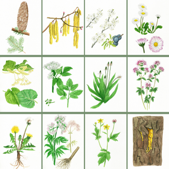 Illustration von 12 verschiedenen Heilpflanzen und Kräutern, darunter Fichtenzapfen, Birkenkätzchen und Gänseblümchen.