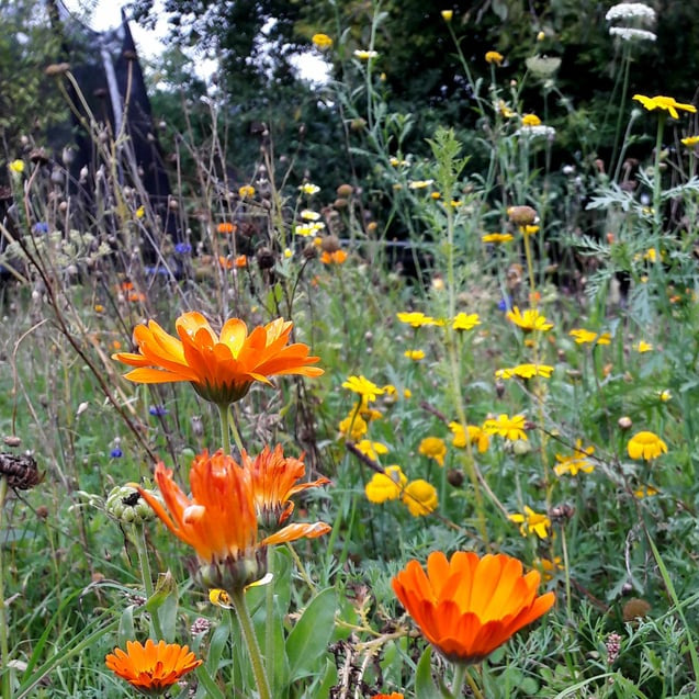 Leuchtend orangefarbene und gelbe Wildblumen blühen auf einer dichten, grasbewachsenen Wiese mit grünem Laub und Bäumen im Hintergrund an einem bewölkten Tag.